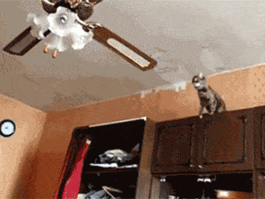 cat-jumping-on-a-ceiling-fan-gif-merit-maids